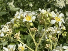 Boykinia major
