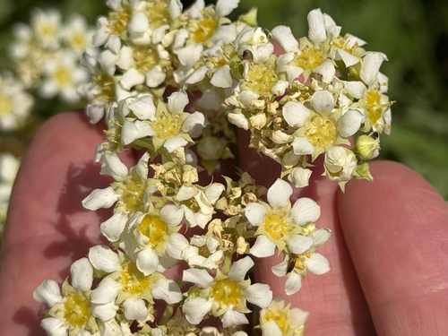 Boykinia major, photograph 1