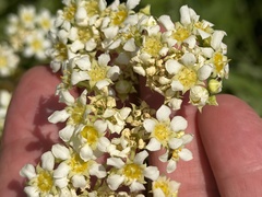 Boykinia major, photograph (c) Henrik Kibak, some rights reserved (CC BY)