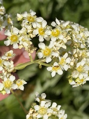Boykinia major, photograph (c) Henrik Kibak, some rights reserved (CC BY)