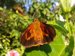 Lepidoptera