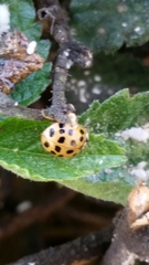 Harmonia axyridis