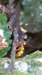 Harmonia axyridis