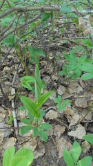 Polygonatum humile
