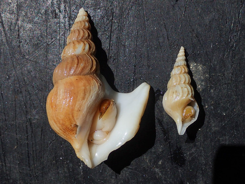 American pelicanfoot