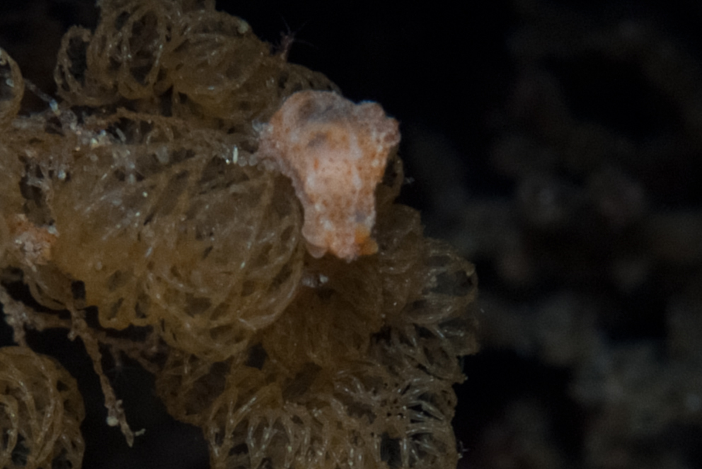 Polycera japonica