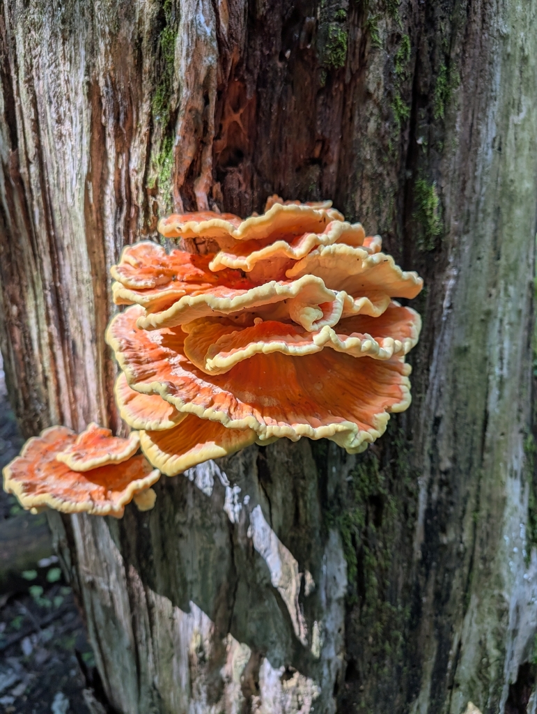 chicken of the woods · August 2026 · photo: Photo: (c) Bryan Rennick, some rights reserved (CC BY) · iNaturalist
