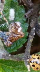 Harmonia axyridis
