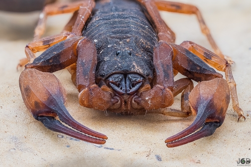 Tityus bahiensis photo 2