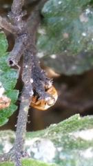 Harmonia axyridis