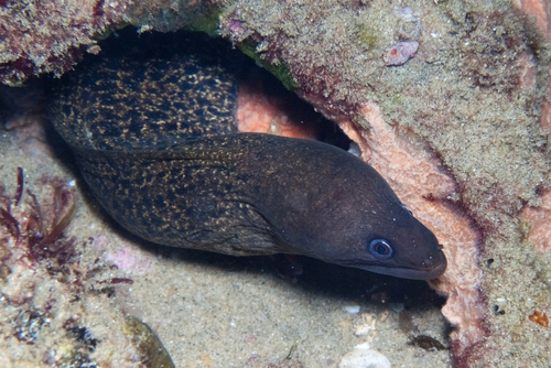 Gymnothorax buroensis observed 2026-08-06