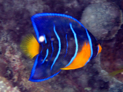 Queen Angelfish