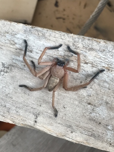Social Huntsman Spider