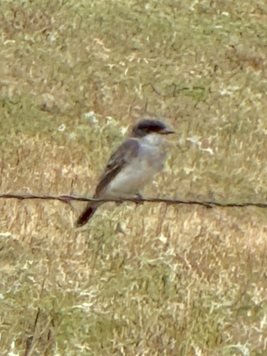 Eastern Kingbird