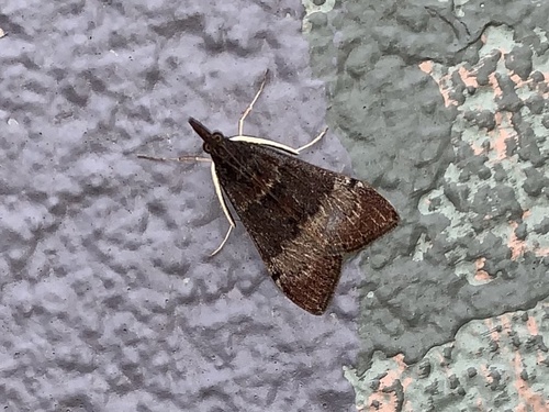 Tree Lucerne Moth photo 4