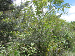 Seriphium pachycladum