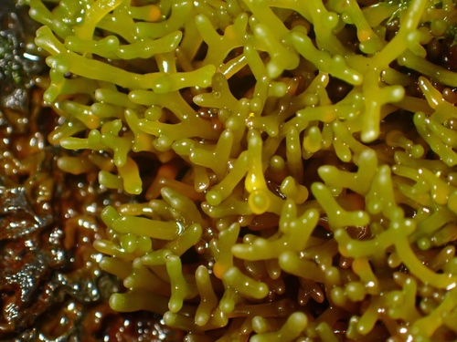 Ahnfeltiopsis observed 2026-08-24