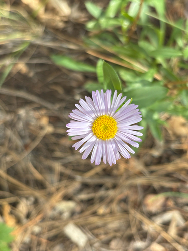 Erigeron speciosus, 2026-08-23