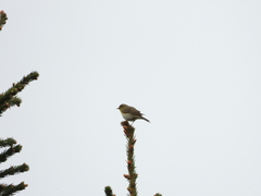 Phylloscopus trochilus