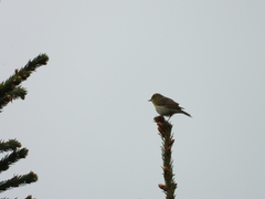 Phylloscopus trochilus