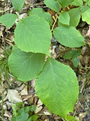 Styrax grandifolius