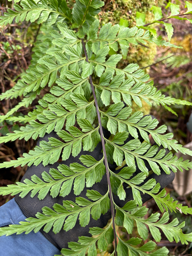 Asplenium insiticium observed 2026-08-24