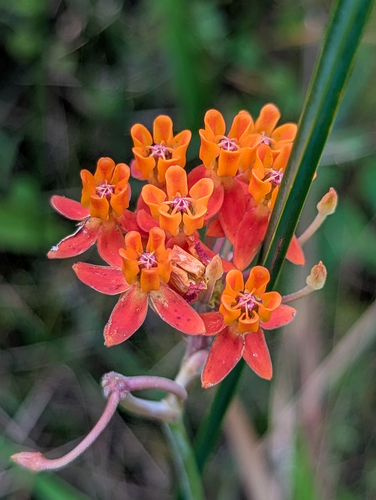 Asclepias lanceolata, photograph 2