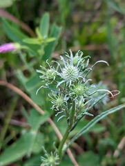 Eryngium aquaticum, photograph (c) Tom Field, some rights reserved (CC BY)