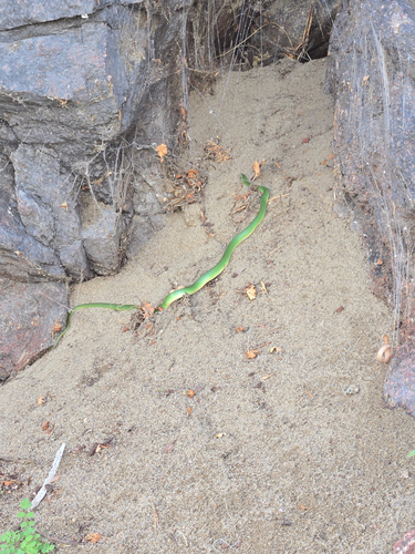 Smooth Greensnake