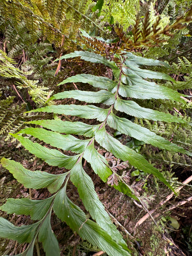 Asplenium polyodon, 2026-08-24