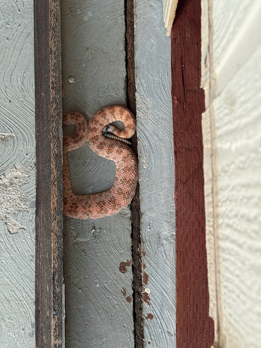 iNaturalist observation photo of Southwestern Speckled Rattlesnake