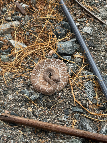 iNaturalist observation photo of Red Diamond Rattlesnake