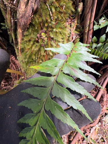Asplenium contiguum, 2026-08-24