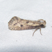 Long-horned Grass Tubeworm Moth - Photo (c) Chuck Sexton, some rights reserved (CC BY-NC), uploaded by Chuck Sexton