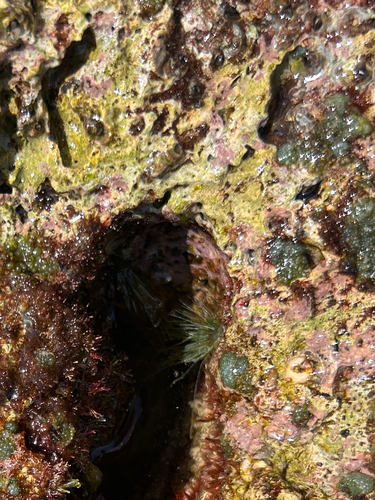 Chaetomorpha antennina observed 2026-07-30