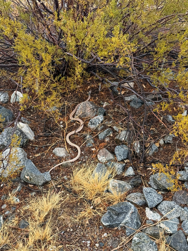 iNaturalist observation photo of Red Coachwhip