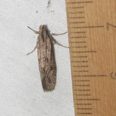 Acrolophus mortipennella