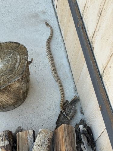 iNaturalist observation photo of Southwestern Speckled Rattlesnake