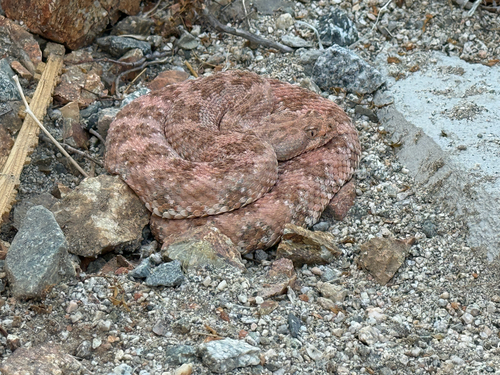 iNaturalist observation photo of Southwestern Speckled Rattlesnake