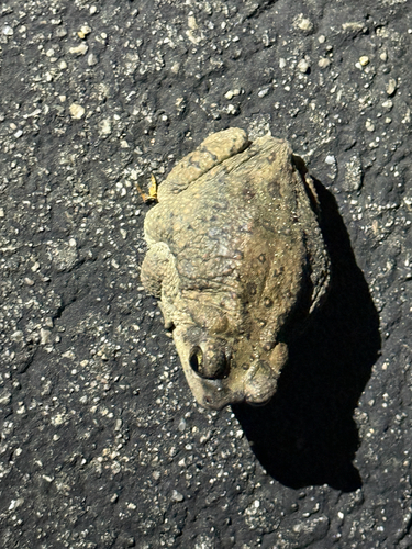 iNaturalist observation photo of Red-spotted Toad