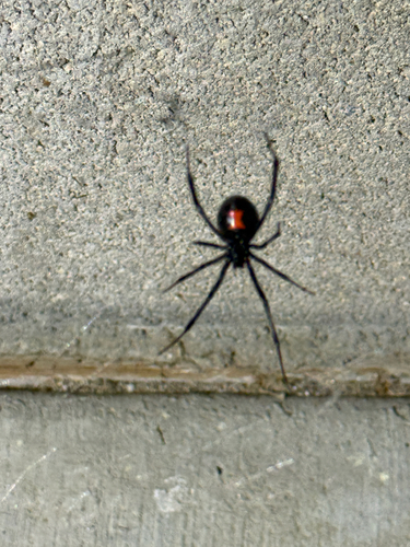 iNaturalist observation photo of Western Black Widow