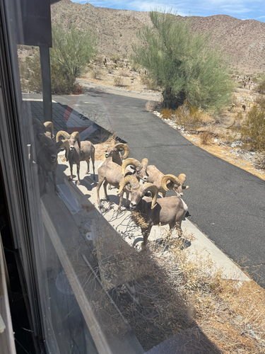 iNaturalist observation photo of Desert Bighorn Sheep