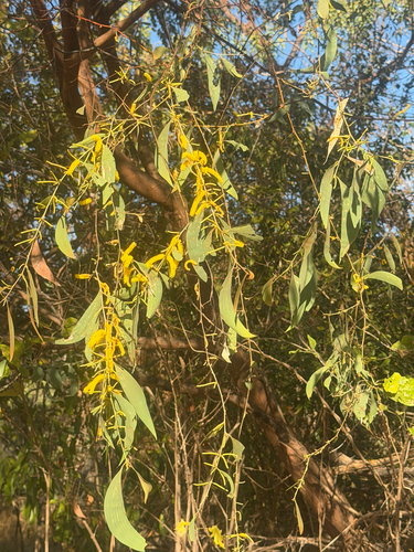Acacia difficilis, 2026-08-23