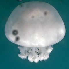 Rhopilema hispidum