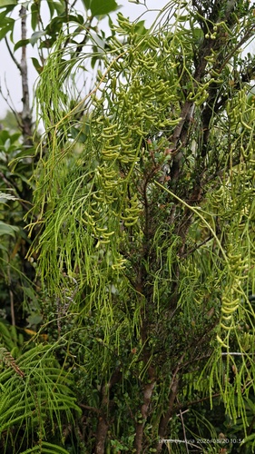 Lycopodiastrum casuarinoides observed 2026-08-20