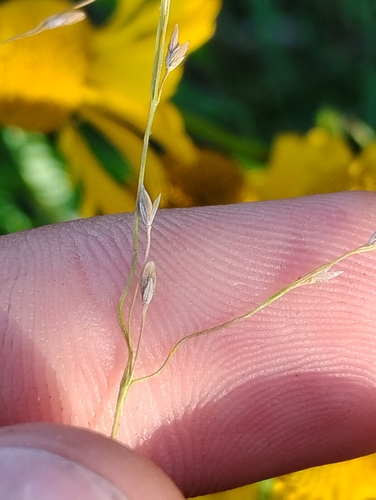 Glyceria grandis, 2026-08-21
