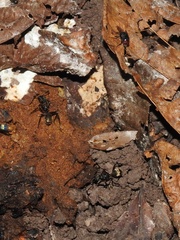 Dolichoderus decollatus