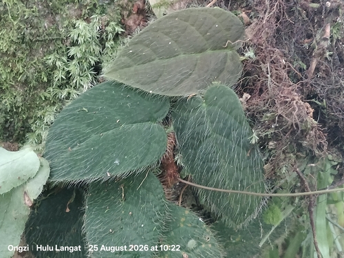 Ficus villosa, photograph 2