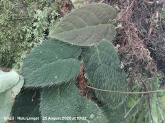 Ficus villosa, photograph (c) Ong Jyh Seng, some rights reserved (CC BY)