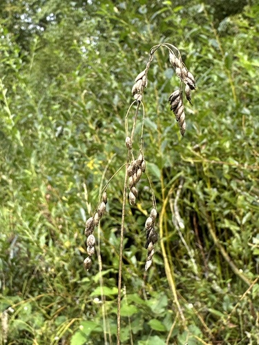 Anthoxanthum nitens observed 2026-08-24